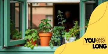 How to start a herb garden in your kitchen