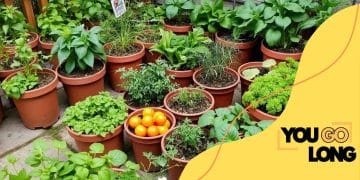 How to grow an edible garden on your patio