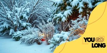 Tips for maintaining a healthy garden in the winter