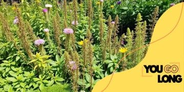 Creating a sustainable garden with native plants